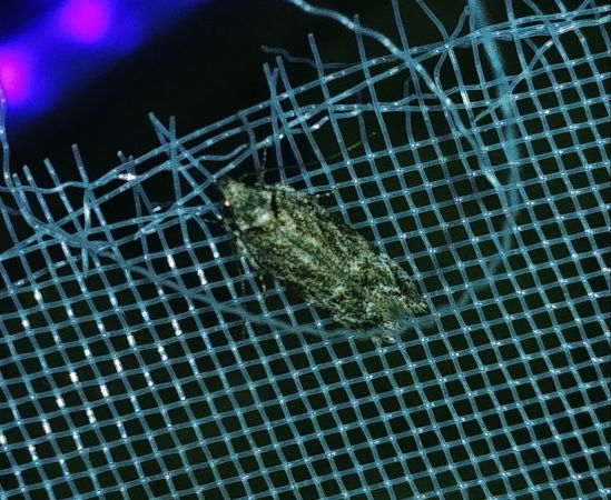 Psoricoptera gibbosella 