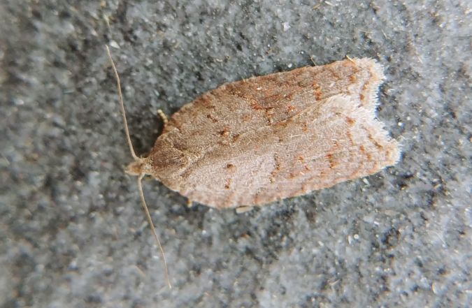 Acleris sparsana 