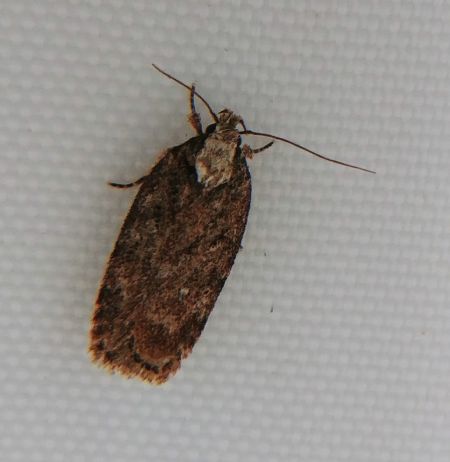 Depressaria sp. 