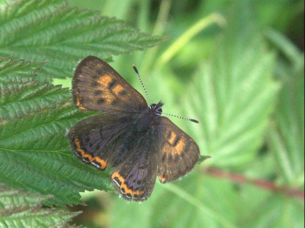 Cuivré de la bistorte  - Yvon Guenescheau