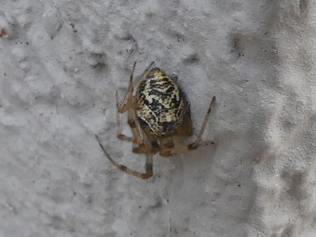 Parasteatoda simulans / tepidariorum  - Georges Roca Filella