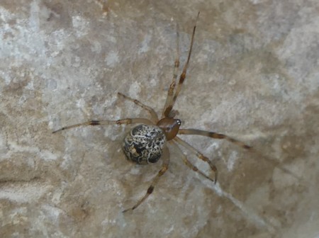 Parasteatoda simulans / tepidariorum  - Georges Roca Filella