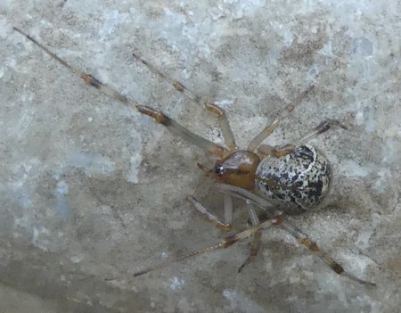 Parasteatoda simulans / tepidariorum  - Georges Roca Filella