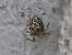 Parasteatoda simulans / tepidariorum  - Georges Roca Filella