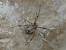 Parasteatoda simulans / tepidariorum  - Georges Roca Filella