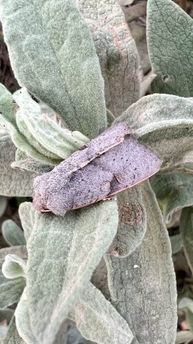 Pseudenargia ulicis  - Melchior Viallet