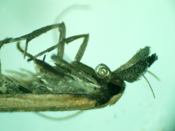 Dichomeris acuminatus  - Melchior Viallet