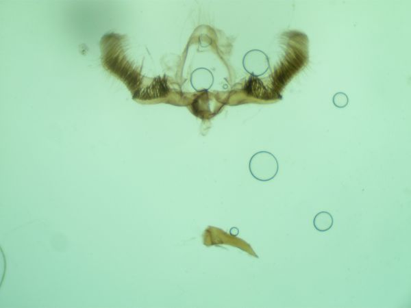 Lobesia littoralis  - Melchior Viallet