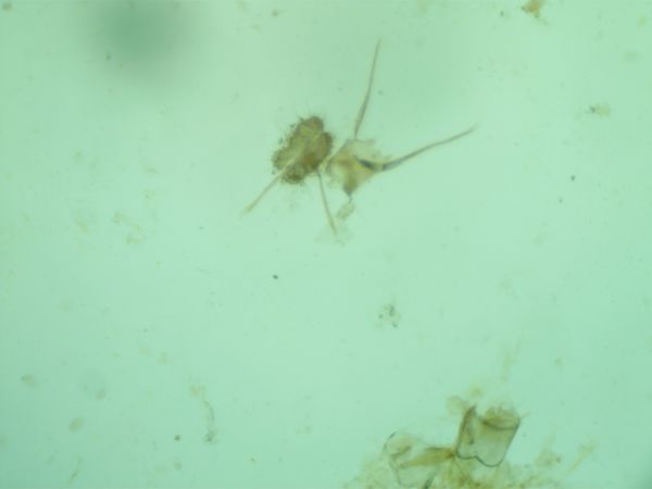 Lobesia porrectana  - Melchior Viallet