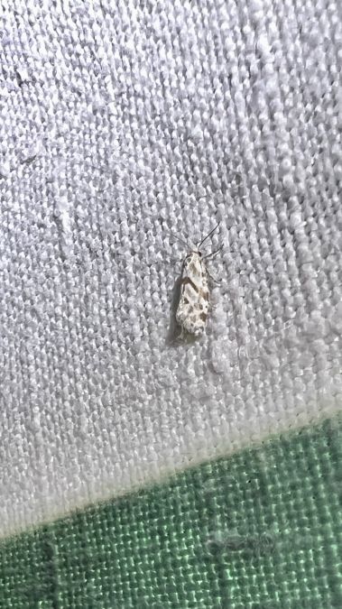 Aethes languidana  - Melchior Viallet