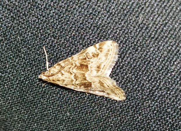 Hellula undalis 
