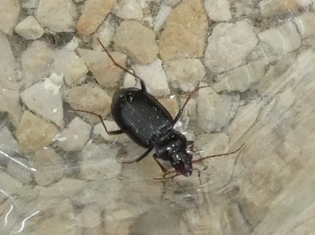 Carabidae sp.  - Georges Roca Filella