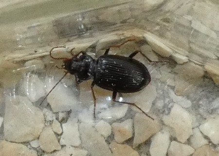 Carabidae sp.  - Georges Roca Filella