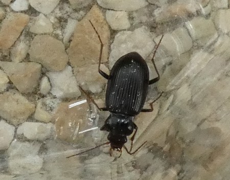 Carabidae sp.  - Georges Roca Filella