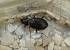 Carabidae sp.  - Georges Roca Filella