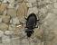 Carabidae sp.  - Georges Roca Filella