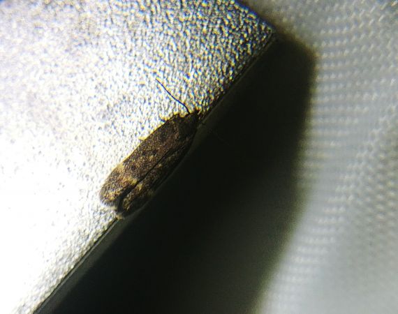 Bryotropha affinis 