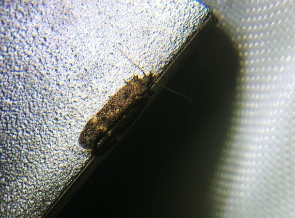 Bryotropha affinis 
