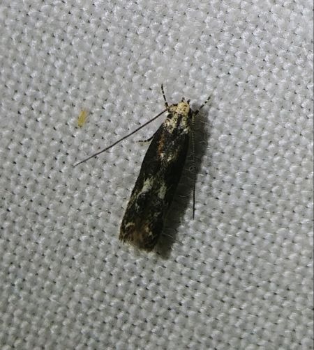 Denisia stipella 