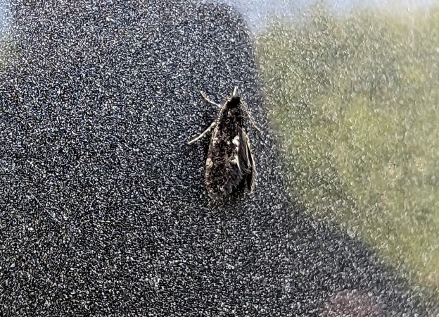 Narycia duplicella 