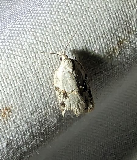 Acleris kochiella 