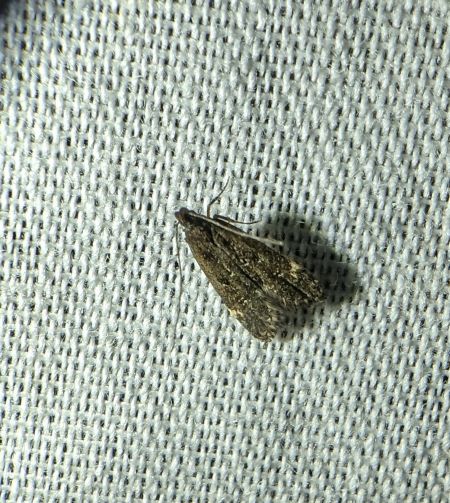 Dichomeris alacella 