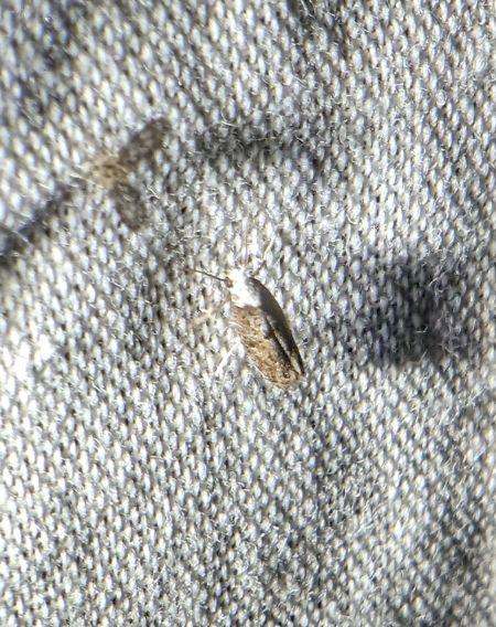 Paraswammerdamia albicapitella 