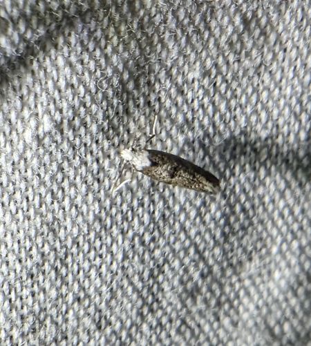 Paraswammerdamia albicapitella 