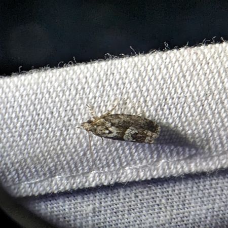 Zeiraphera isertana 