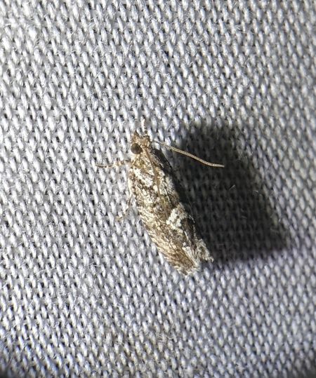 Zeiraphera isertana 