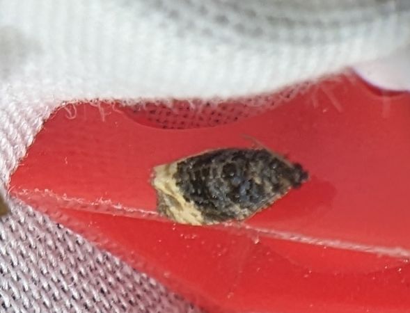 Metendothenia atropunctana 