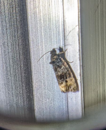 Metendothenia atropunctana 