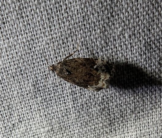 Apotomis sauciana 