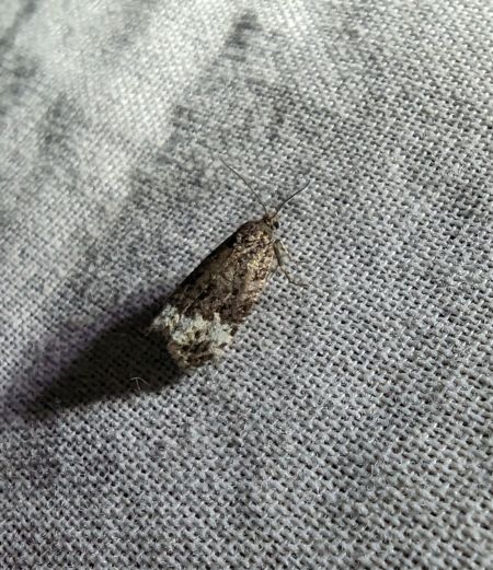 Apotomis sauciana 