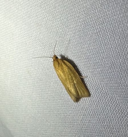 Aphelia unitana 