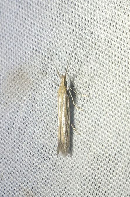Coleophora ochrea 
