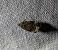 Apotomis sauciana 