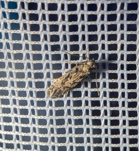 Carpatolechia decorella 
