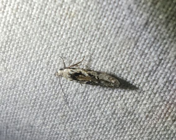Carpatolechia decorella 
