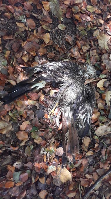 Red Kite  - Jean-Claude Gentil