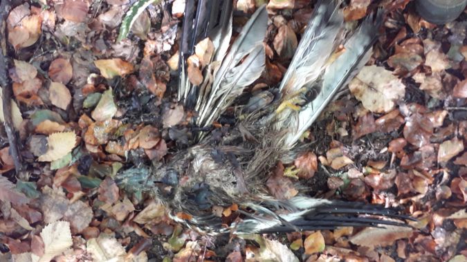 Milan royal  - Jean-Claude Gentil