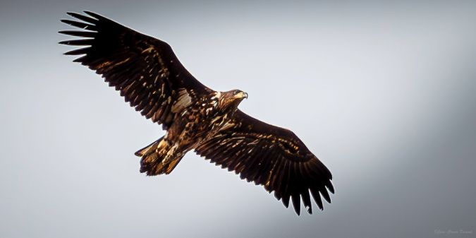 Détail de l'observation