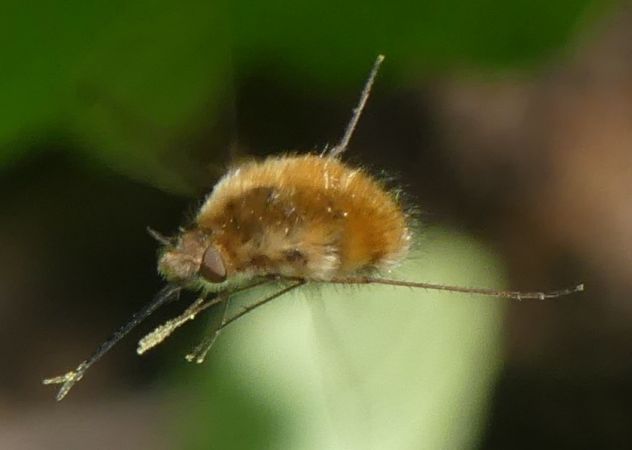 Bombyliidae sp.  - Georges Roca Filella