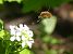 Bombyliidae sp.  - Georges Roca Filella