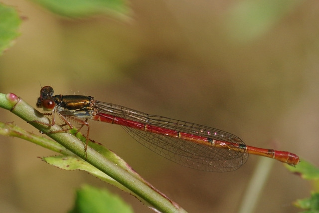 Cériagrion délicat  - Hervé Le Morvan