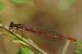 Cériagrion délicat - Le Morvan Hervé