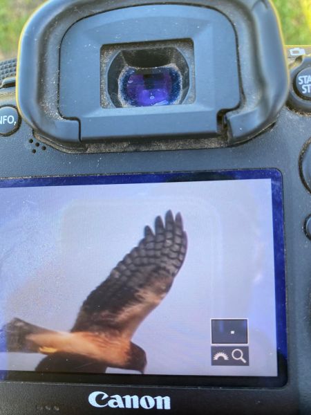 Busard d'Amérique  - Frederic Veyrunes