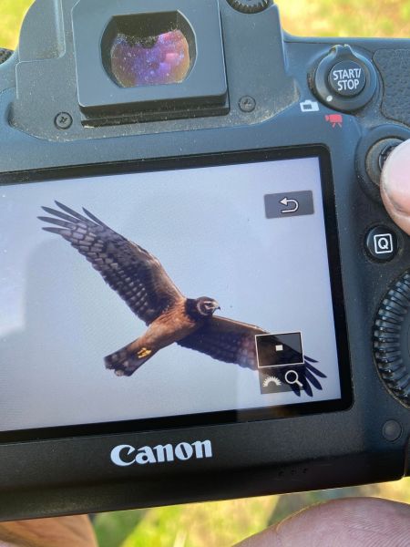 Busard d'Amérique  - Frederic Veyrunes