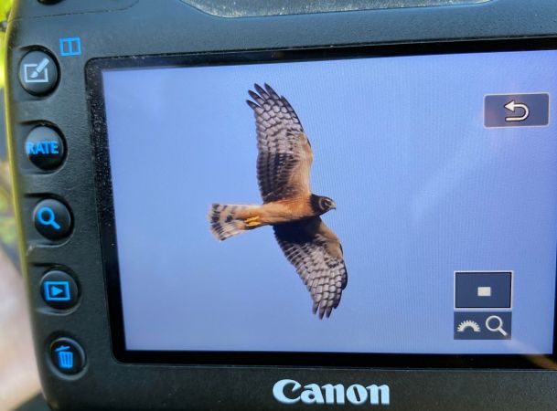 Busard d'Amérique  - Frederic Veyrunes