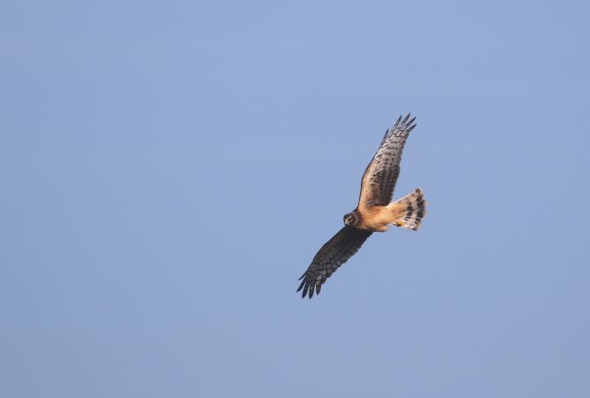 Busard d'Amérique  - Frederic Veyrunes